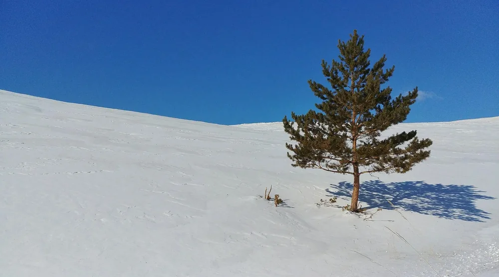 Solitary pine tree on a snow-covered hill of Olkhon Island under a clear blue sky