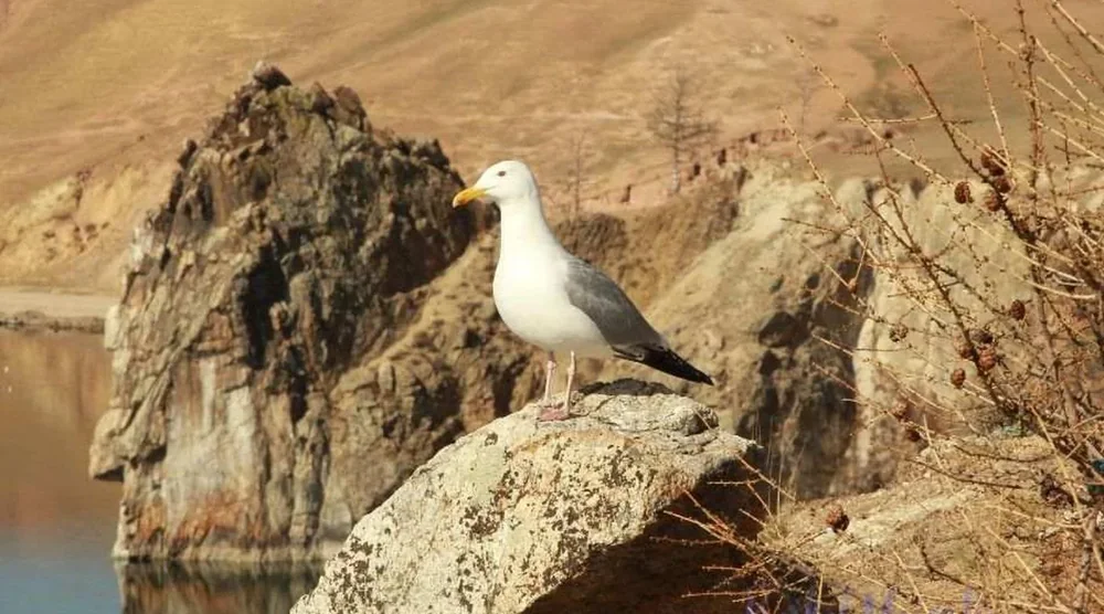 A seagull perched on a rock near the cliffs of Olkhon Island, Lake Baikal