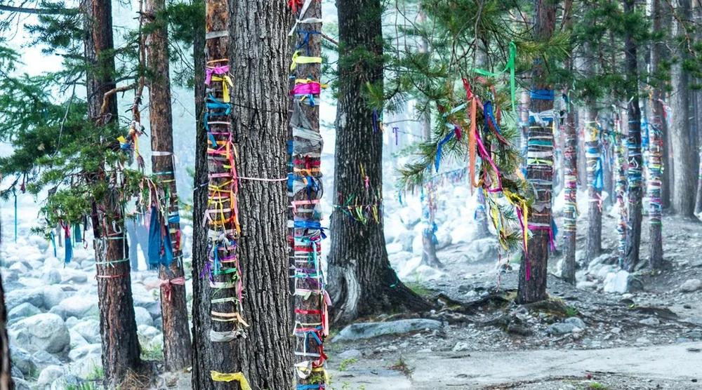 Sacred trees decorated with colorful ritual ribbons in the mountains of Arshan, Buryatia