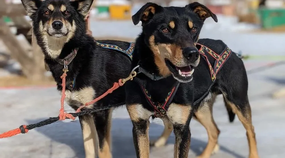 Two huskies wearing harnesses prepared for a dog sledding tour at Lake Baikal