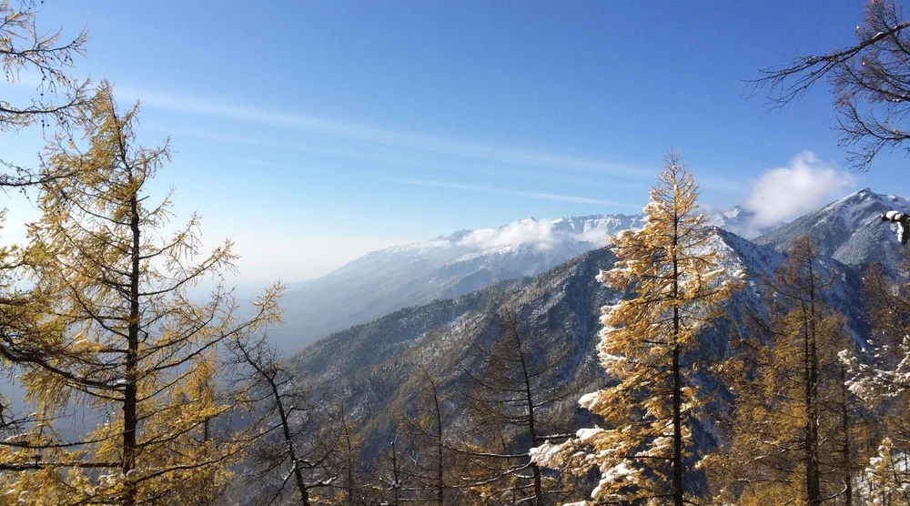 Scenic view of snow-capped mountains and golden larch trees in Arshan, Buryatia