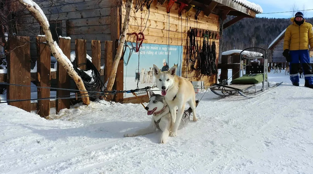 Two Siberian huskies sitting in the snow near a dog sled and wooden building during a husky dog sledding tour at Lake Baikal