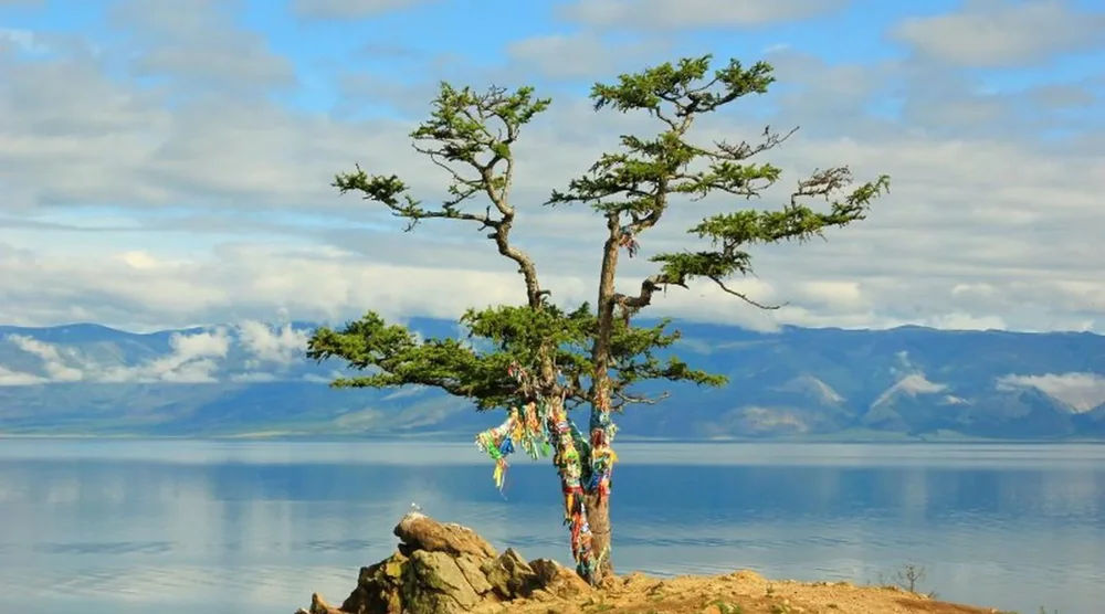 Sacred tree with colorful ritual ribbons on the shore of Lake Baikal, Olkhon Island